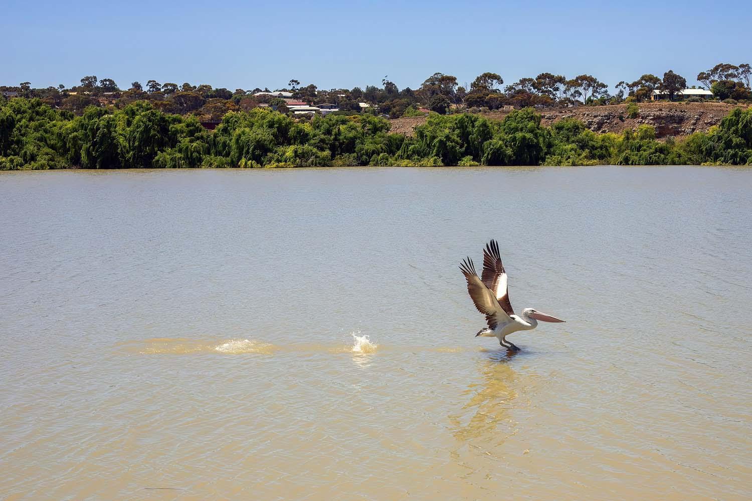 Bridgeport Hotel Murray Bridge Dış mekan fotoğraf